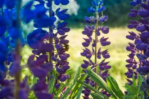 Bumblebee pollinates some flowers Stock Photos