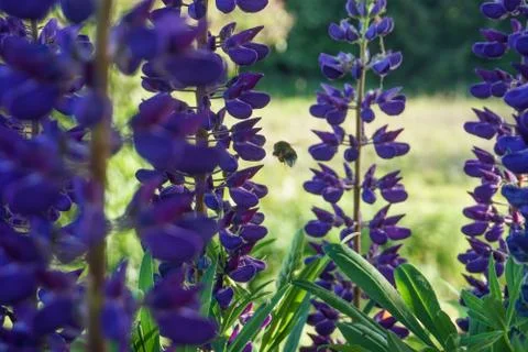 Bumblebee pollinates some flowers Stock Photos