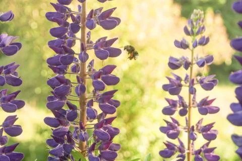 Bumblebee pollinates some flowers Stock Photos