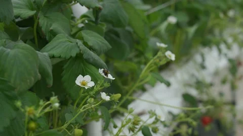 Bumblebee pollinates strawberry flowers. Stock-Footage 151392715