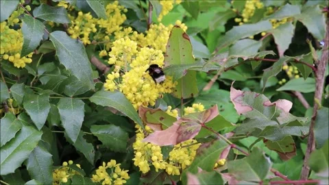 A bumblebee pollinates two different branches with mahonia flowers Stock Footage 311518037