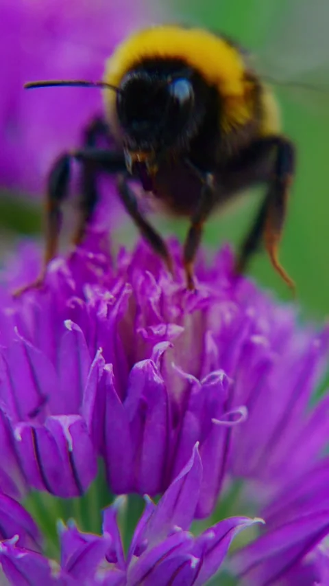 Bumblebee pollinates vibrant purple chives Stock Footage 346342580
