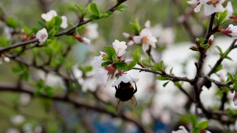 Bumblebee pollinates white cherry blossom tree collecting pollen in spring. Vídeos de archivo 153549506