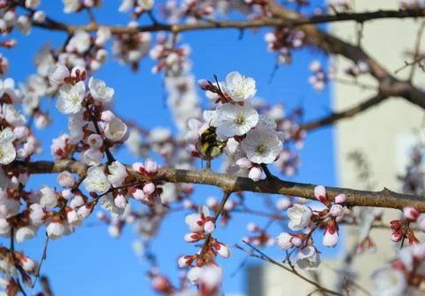 A bumblebee pollinates a white cherry flower Foto stock