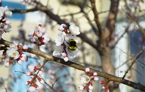 A bumblebee pollinates a white cherry flower Foto stock