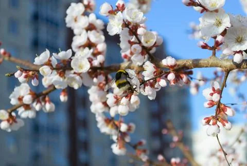 A bumblebee pollinates a white cherry flower Stock Photos