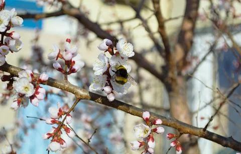 A bumblebee pollinates a white cherry flower Foto stock