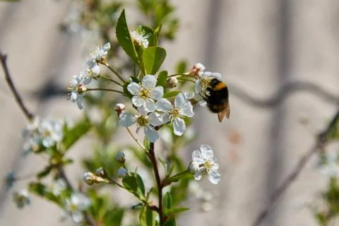 Bumblebee pollinates a white flower Stock Photos