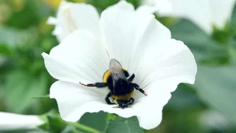 Bumblebee pollinates white lavatera flower, beautiful white flower Stock Footage 154957779