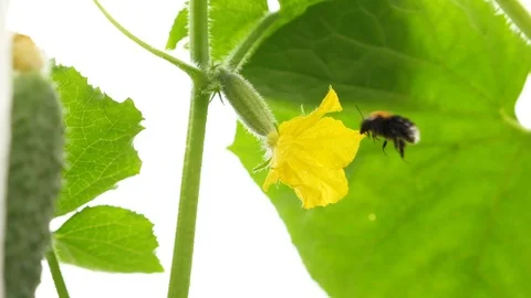Bumblebee pollinates yellow cucumber flower and flies away, slow motion close-up Video stock 112366679