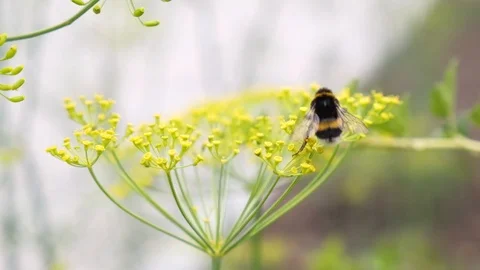 Bumblebee pollinates yellow dill flower in garden, slow motion close-up Video stock 112366705