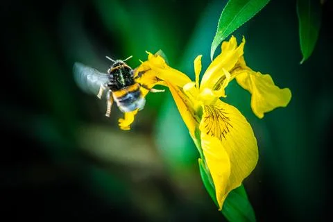 Bumblebee pollinates a yellow flower. close-up Stock Photos