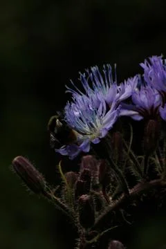 Bumblebee Pollinating Alpine Blue-Sow-Thistle in the High Tatras Stock Photos