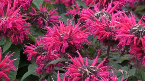 Bumblebee pollinating and collecting nectar on red flowers Monarda 'Bee Free' Video stock 157335067