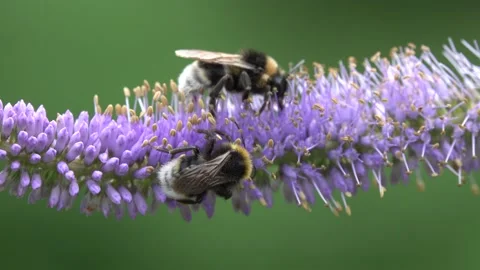 Bumblebee is pollinating and collecting nectar on the blue flower Stock Footage 157335458