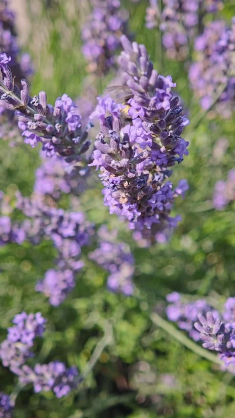 Bumblebee pollinating and collecting nectar on purple lavender flowers, close-up Video stock 341658370