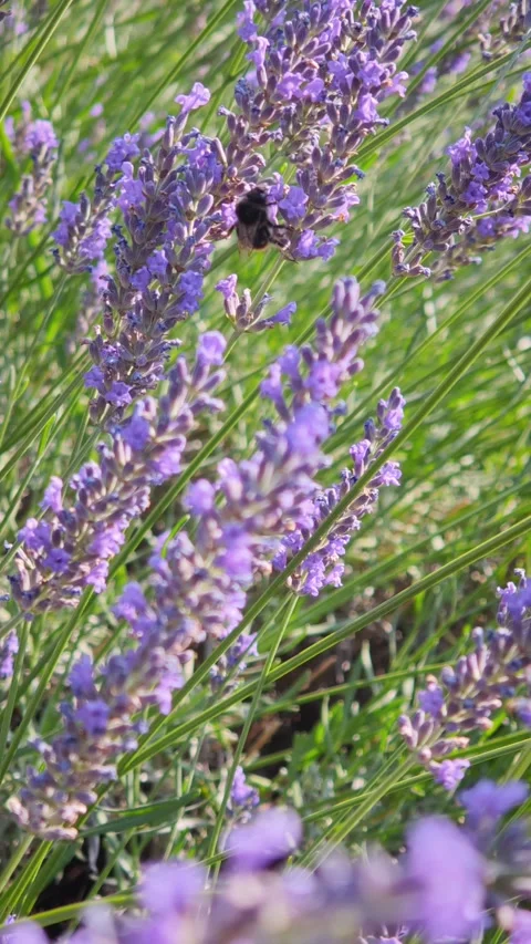 Bumblebee pollinating and collecting nectar on purple lavender flowers, close-up Video stock 341658377