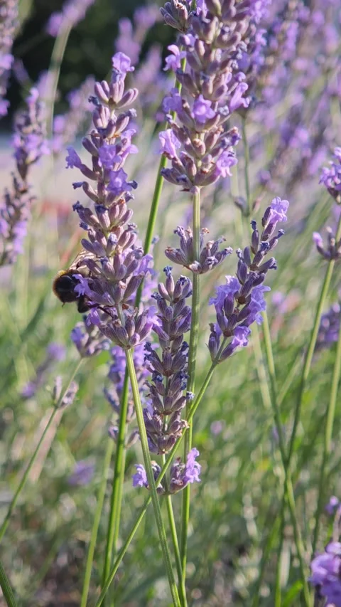Bumblebee pollinating and collecting nectar on purple lavender flowers, close-up Video stock 341658384