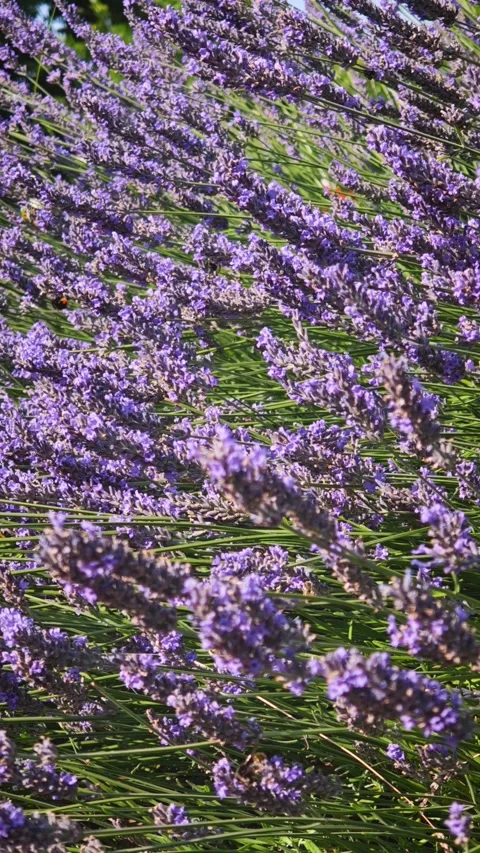 Bumblebee pollinating and collecting nectar on purple lavender flowers, close-up Video stock 341658394