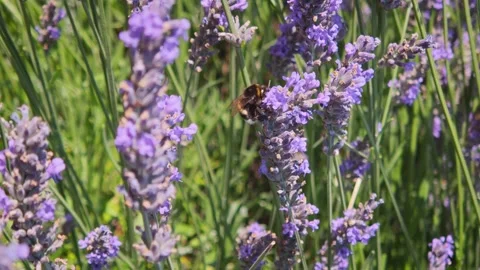 Bumblebee pollinating and collecting nectar on purple lavender flowers, close-up Video stock 341658396