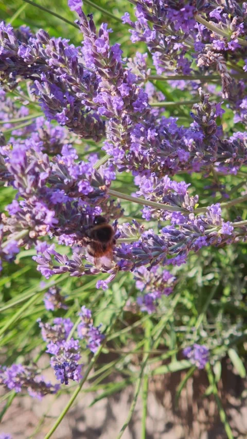 Bumblebee pollinating and collecting nectar on purple lavender flowers, close-up Video stock 341658400
