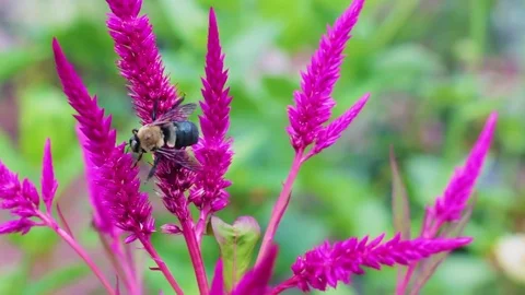 Bumblebee pollinating beautiful flower Stock Footage 78771423