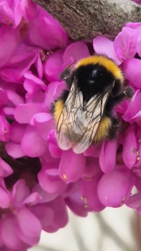 Bumblebee pollinating blooming Cercis tree in spring garden Stock Footage 307901808