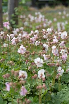 Bumblebee pollinating blooming geranium cantabrigiense biokovo garden flowers Stock Photos