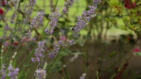 Bumblebee pollinating blooming lavender flowers in a beautiful summer garden Video stock 339810413