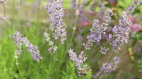 Bumblebee pollinating blooming lavender flowers in a beautiful summer garden Video stock 339811159