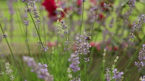 Bumblebee pollinating blooming lavender flowers in a beautiful summer garden Video stock 339811177