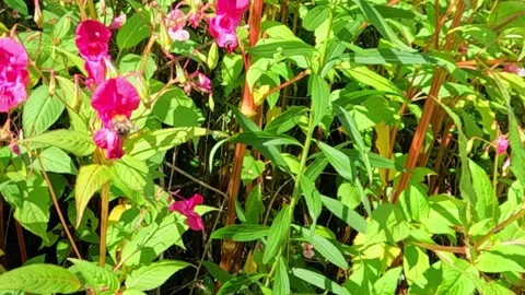 Bumblebee pollinating blooming pink flowers in summer field Stock Footage 319789904