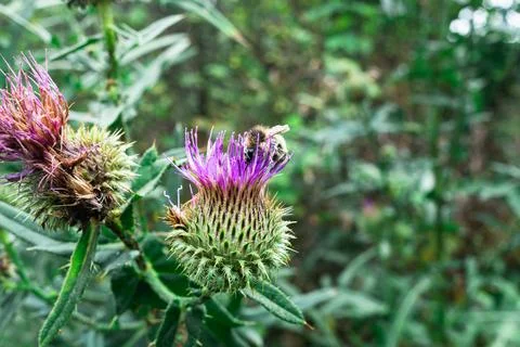 Bumblebee pollinating a blooming purple thistle flower outdoors close up macro Stock Photos