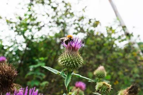Bumblebee pollinating a blooming purple thistle flower outdoors close up macro Stock Photos