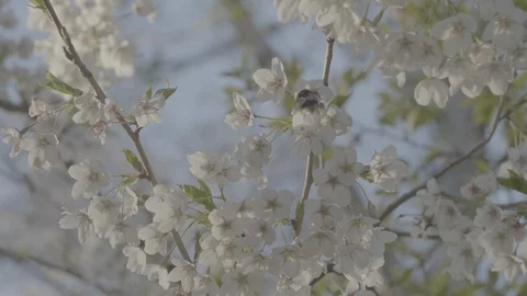 Bumblebee Pollinating Blossom - Mastershot Stock Footage 128729523