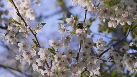 Bumblebee Pollinating Blossom - Mastershot Stock Footage 128732060