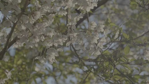 Bumblebee Pollinating Blossom Sequence Stock Footage 128717919