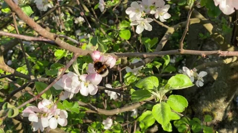 Bumblebee pollinating blossoming apple tree Stock Footage 135463249