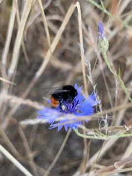 Bumblebee Pollinating Blue Cornflower Stock Photos