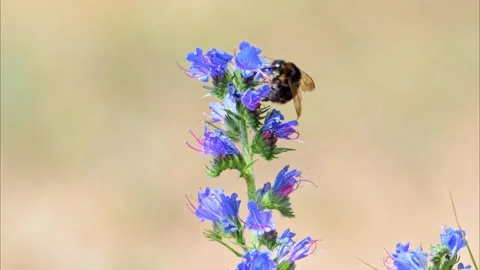 Bumblebee pollinating blue flower in slow motion Stock Footage 292227433