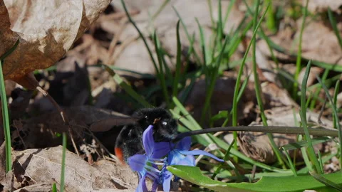 Bumblebee Pollinating Blue Flower in Spring Stockbeeldmateriaal 305780900
