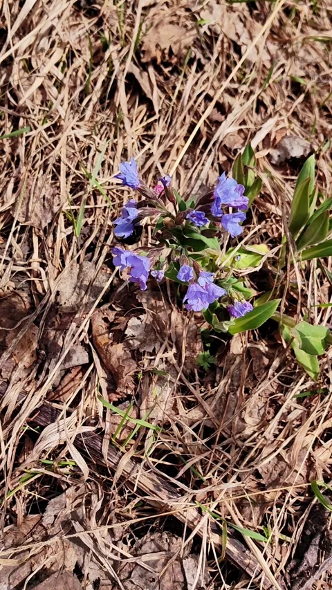Bumblebee pollinating blue lungwort flowers in spring forest. vertical. Stock-Footage 340694277