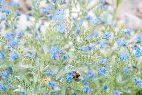 Bumblebee pollinating blue viper's bugloss wildflowers on a sunny day. Univer Stock Photos