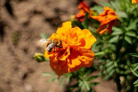Bumblebee pollinating bright orange marigold flower in garden 库存照片