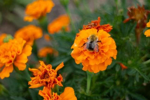 Bumblebee pollinating bright orange marigold flower in a summer garden Stock Photos