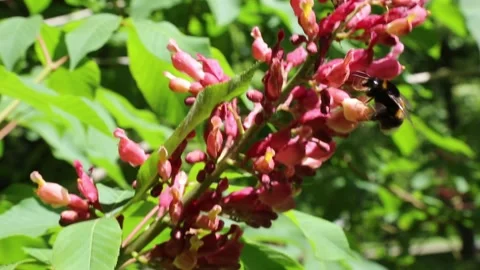 Bumblebee pollinating bright red flower cluster among green leaves Video stock 309058792
