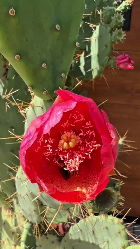 Bumblebee pollinating bright red prickly pear cactus flower close up Stock-Footage 341851074