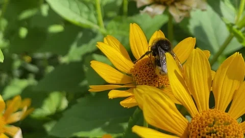 Bumblebee Pollinating Bright Yellow Flower in Summer Garden Stock Footage 340290710
