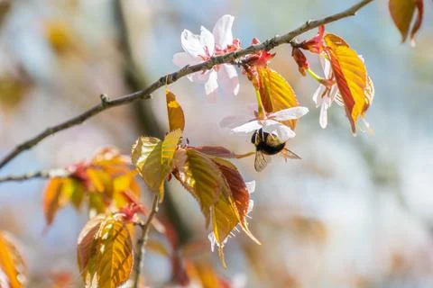 Bumblebee Pollinating Cherry Blossoms in Spring Stock Photos