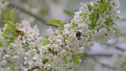Bumblebee pollinating cherry flowers in slow motion Stock Footage 337182483